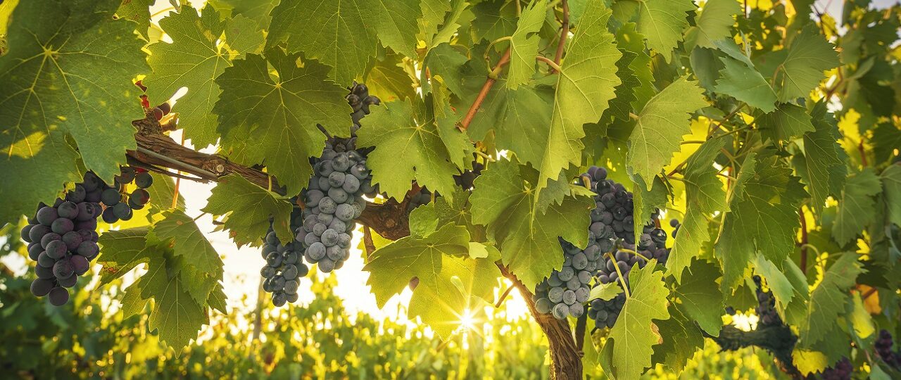 varietà di uva da vino in Francia