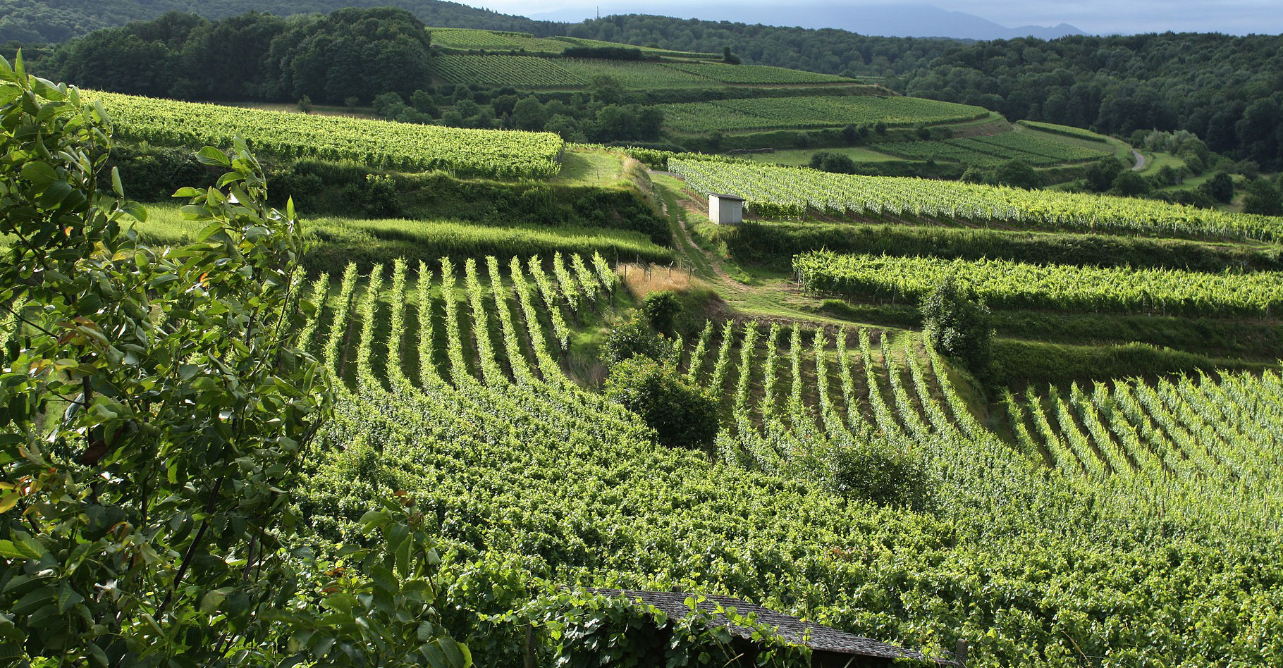 terroir bordelais oeni