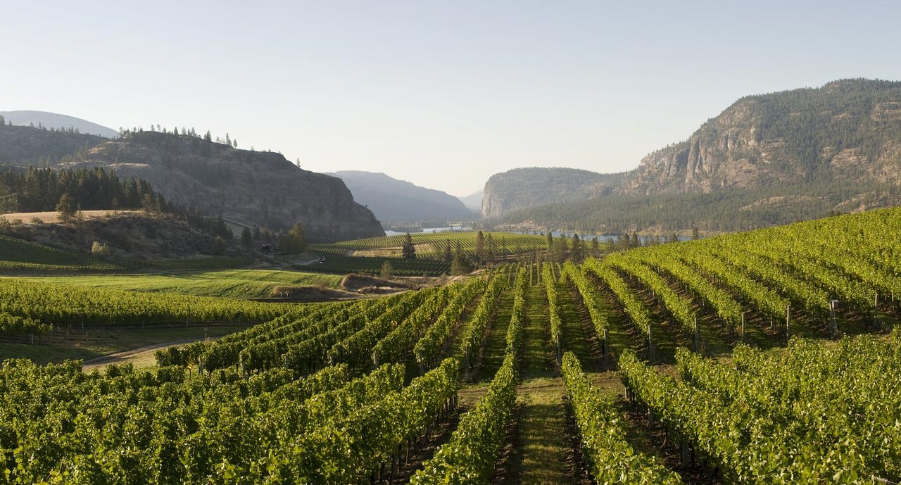 vin penticton