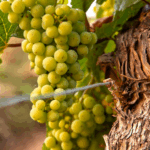 Viticulture-durable