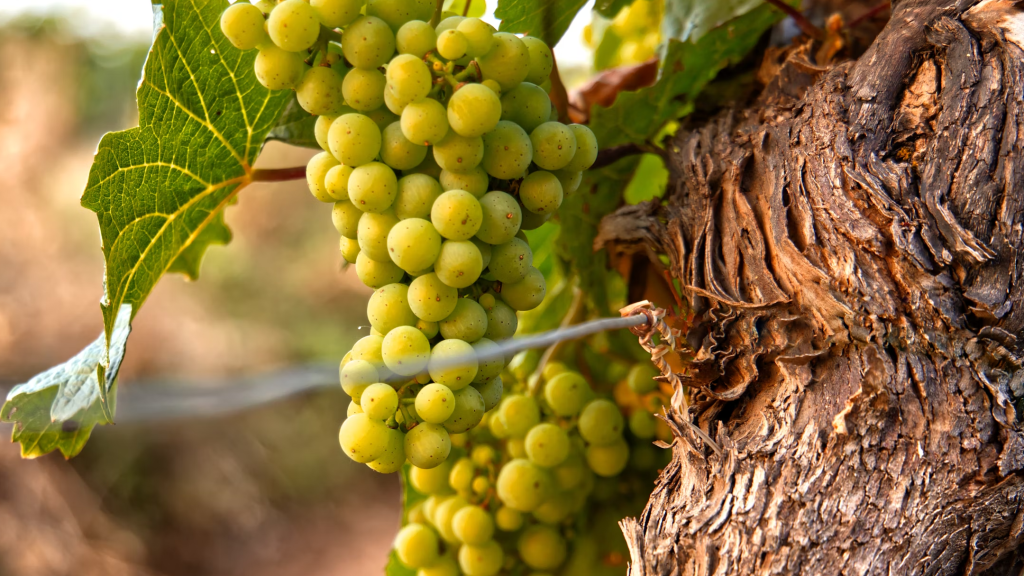 Viticulture-durable