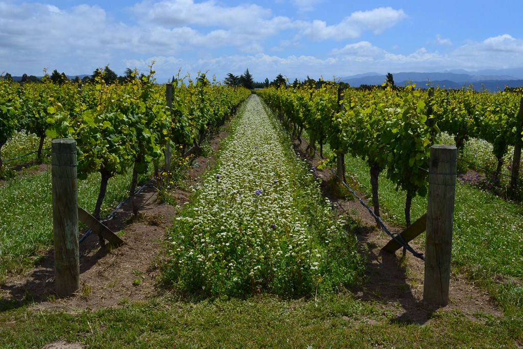 comprendre-viticulture-bio