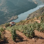 paysages-vins-Géorgie