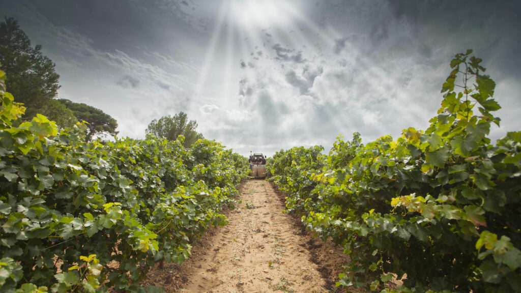 vin-pays-igp
