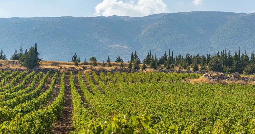 vin-vallée-Bekaa
