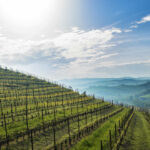 paysage-vin-liban