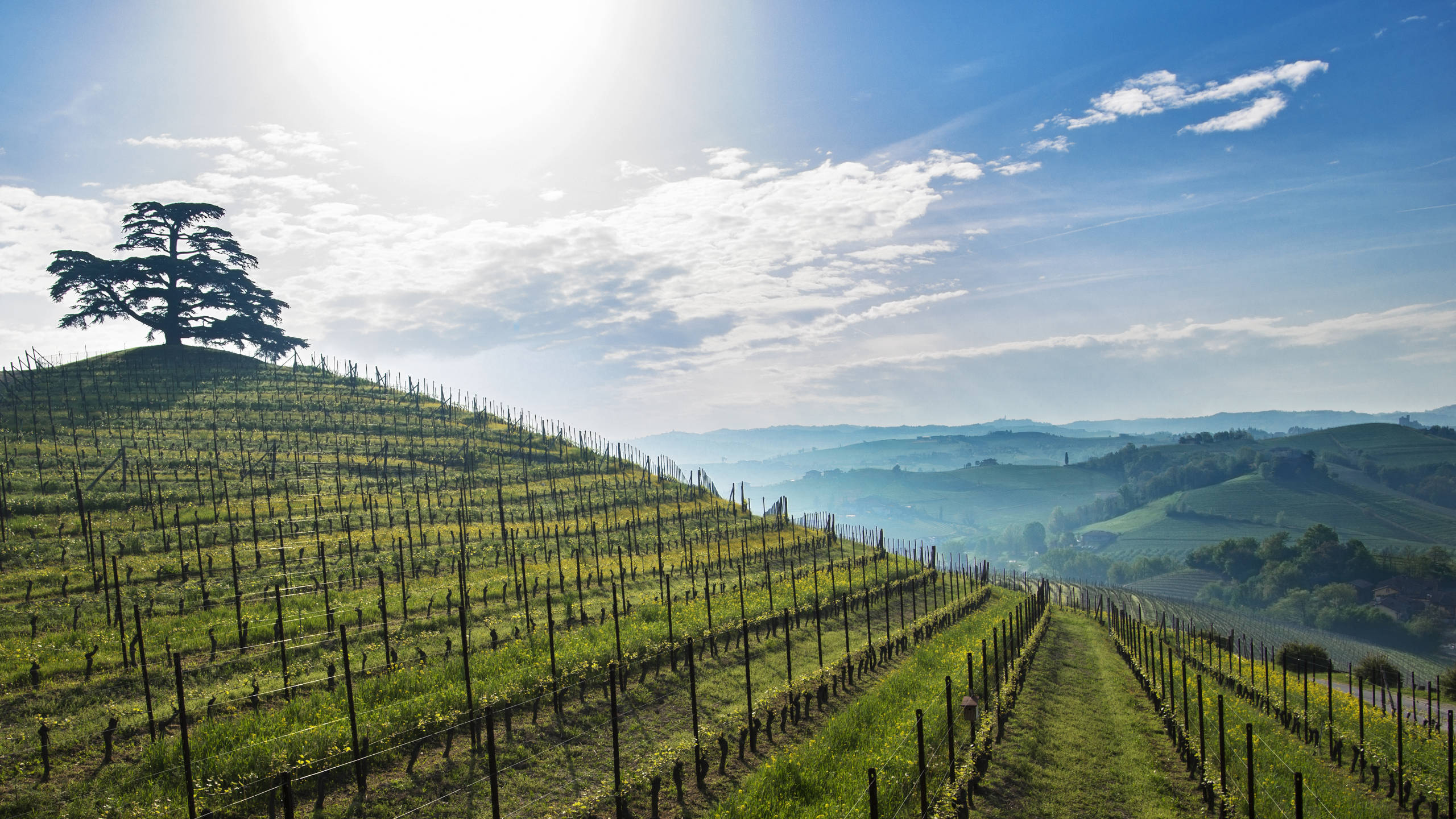 paysage-vin-liban