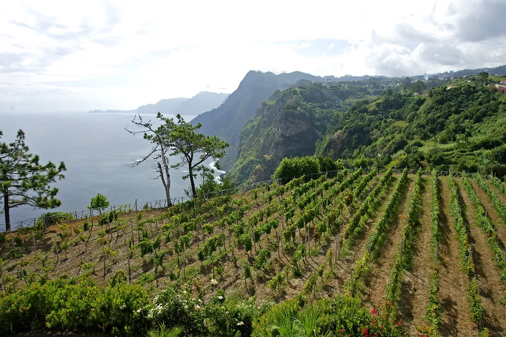 grands-cépages-vins-madere