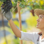 voyager-vendanges-vin