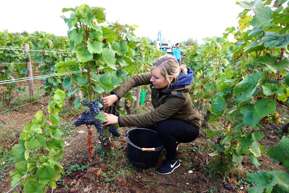 vendange-vin-experience