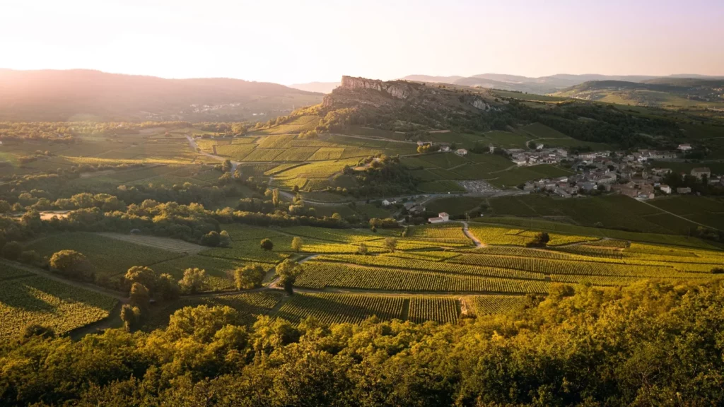 decouverte-vignoble-Mâconnais
