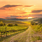 vignoble-train-lyon