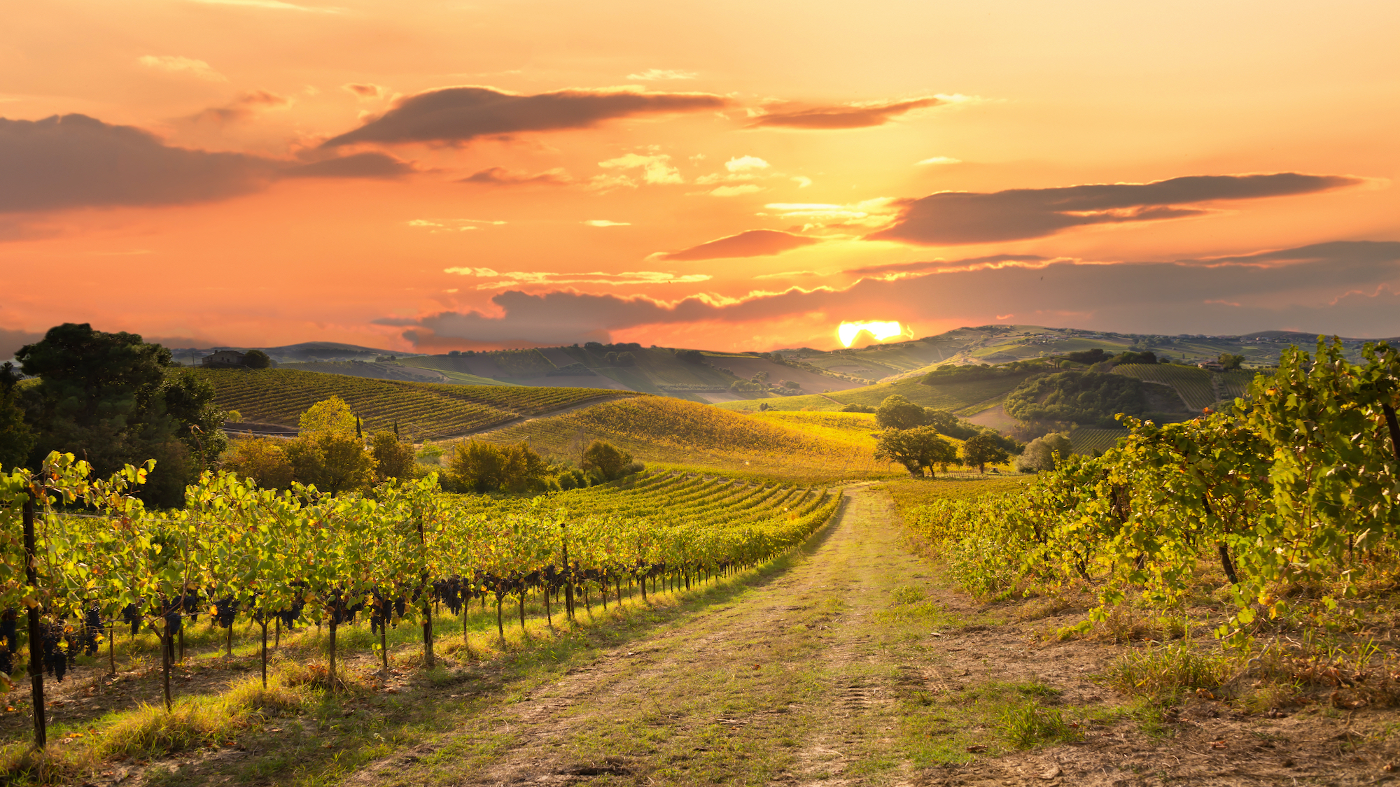 vignoble-train-lyon