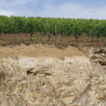 sol-calcaire-vin-blanc