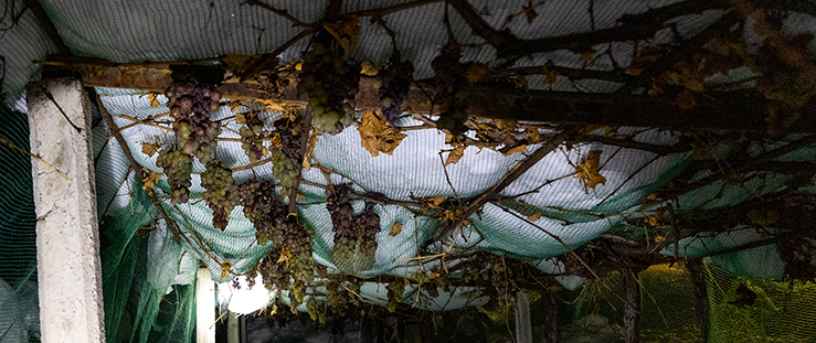 fonctionnement-cryoextraction-vin