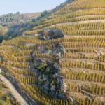 Déguster-vins-colline-Côte-Rôtie