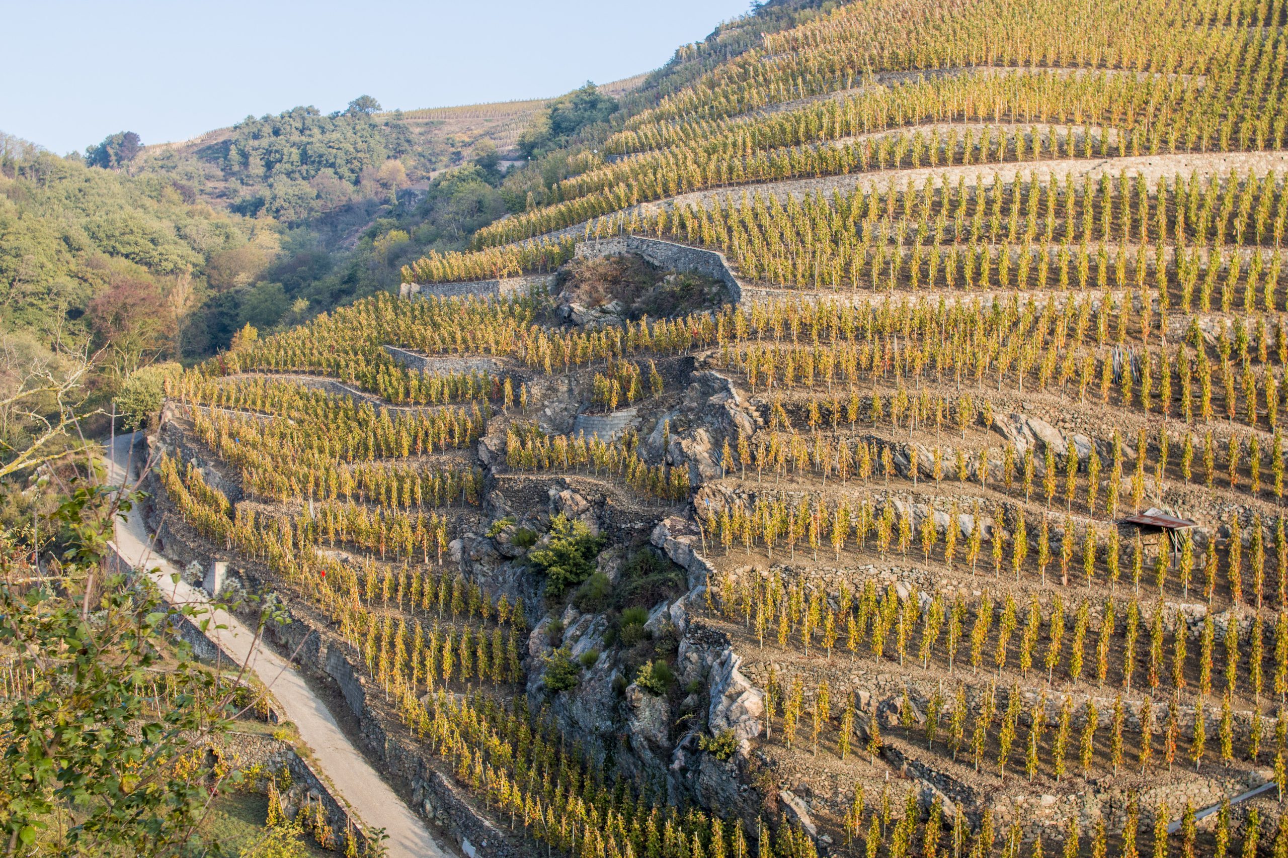 Déguster-vins-colline-Côte-Rôtie