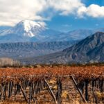 decouverte-vins-Patagonie
