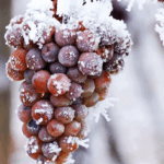 cryoextraction-vins-blancs-moelleux