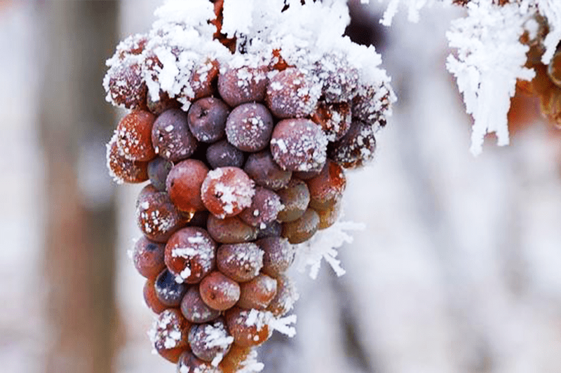 cryoextraction-vins-blancs-moelleux