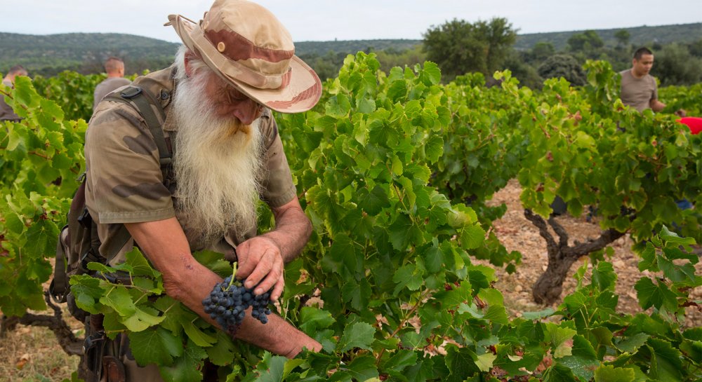vignerons-français-vignes