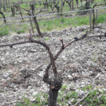 differentes-tailles-vignes