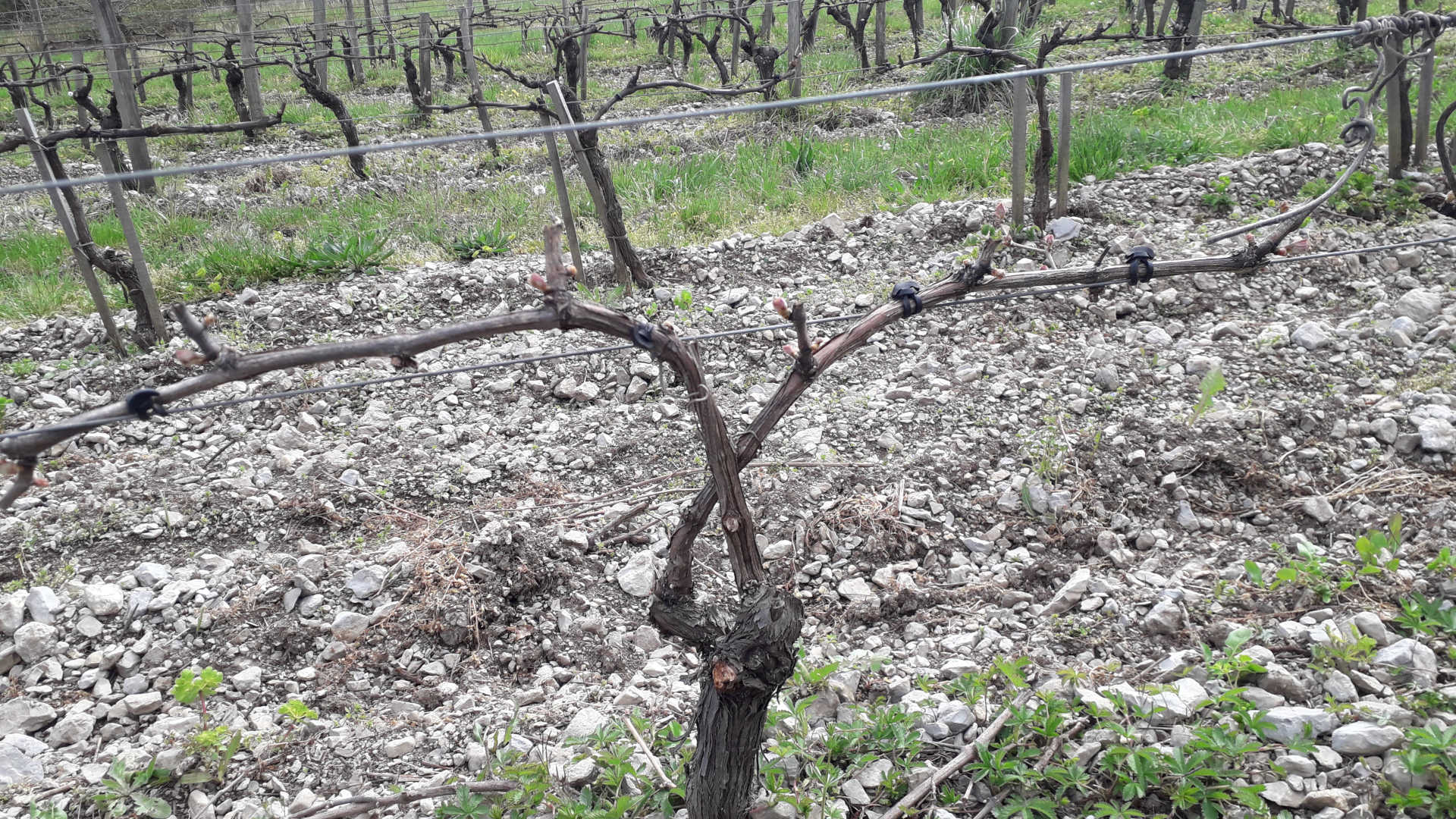 differentes-tailles-vignes