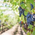 stratégies-diversification-domaines-viticoles