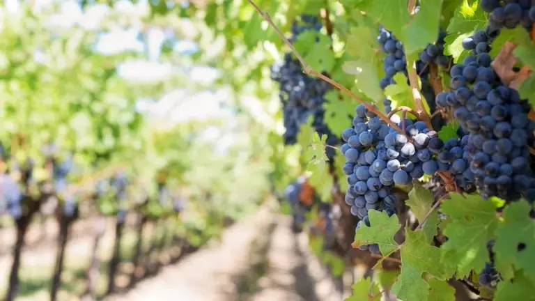 stratégies-diversification-domaines-viticoles