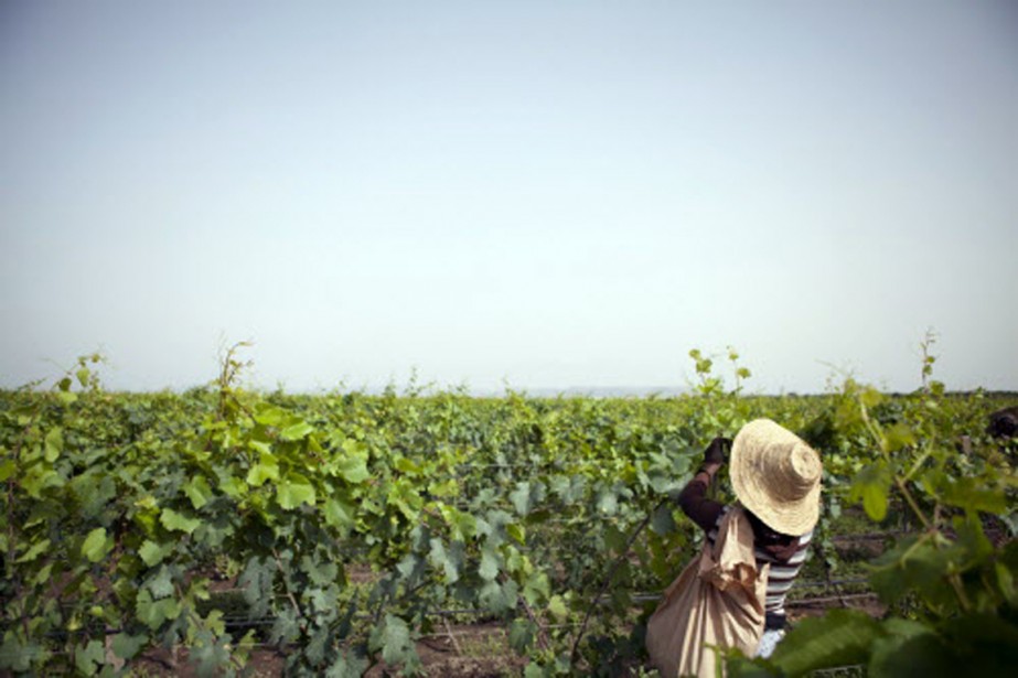 cépages-africain-vin