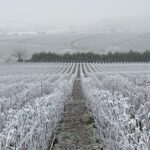 vignerons-luttent-contre-gel-printemps