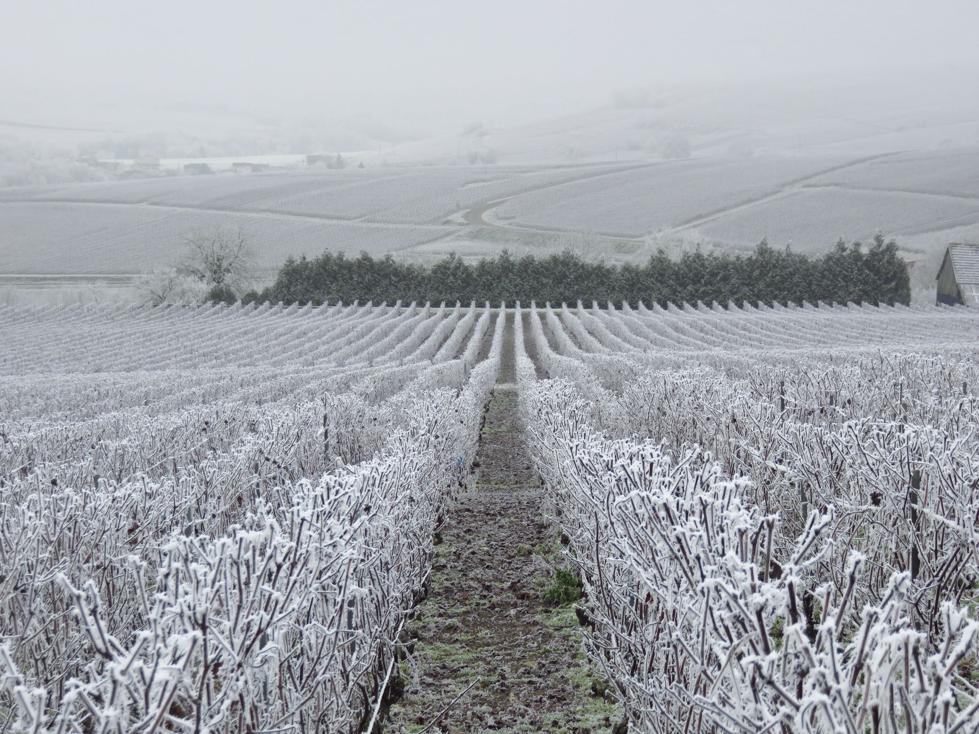 vignerons-luttent-contre-gel-printemps