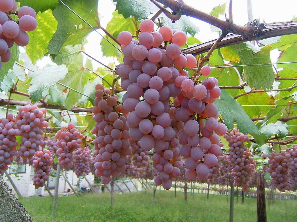 cépage-japonais-koshu