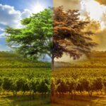 Adaptation-vigne-changement-climatique