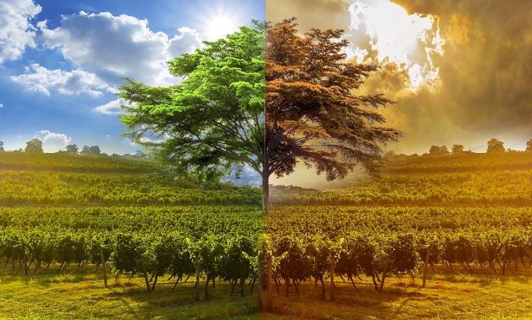 Adaptation-vigne-changement-climatique
