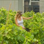 micro-vignobles-urbains
