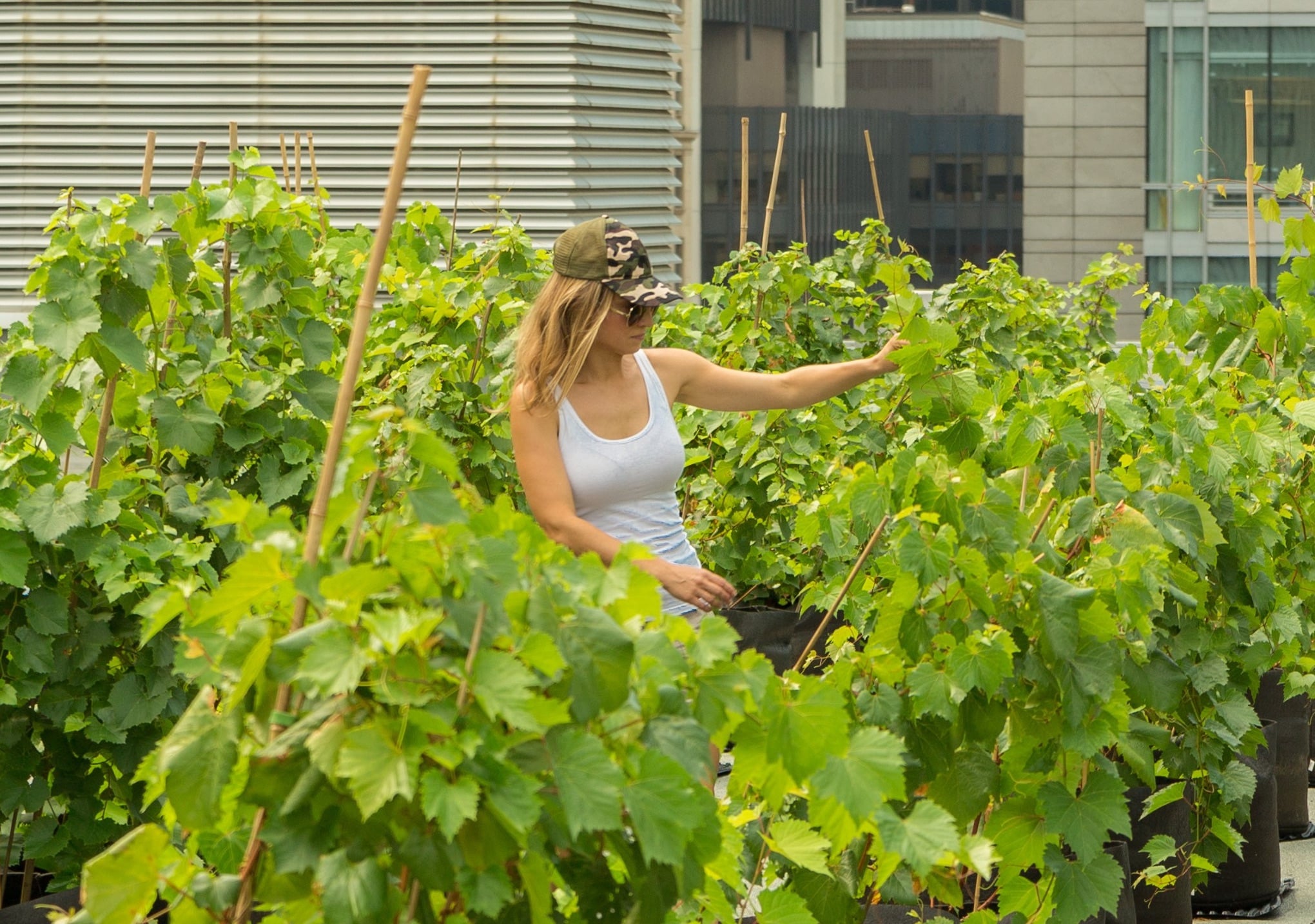 micro-vignobles-urbains
