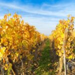 vin-vendanges-tardives