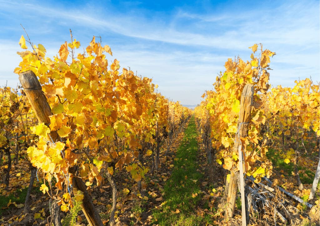 vin-vendanges-tardives