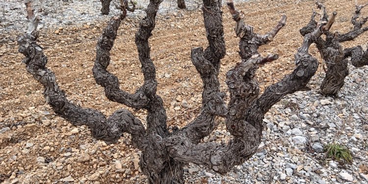 taille-gobelet-vigne