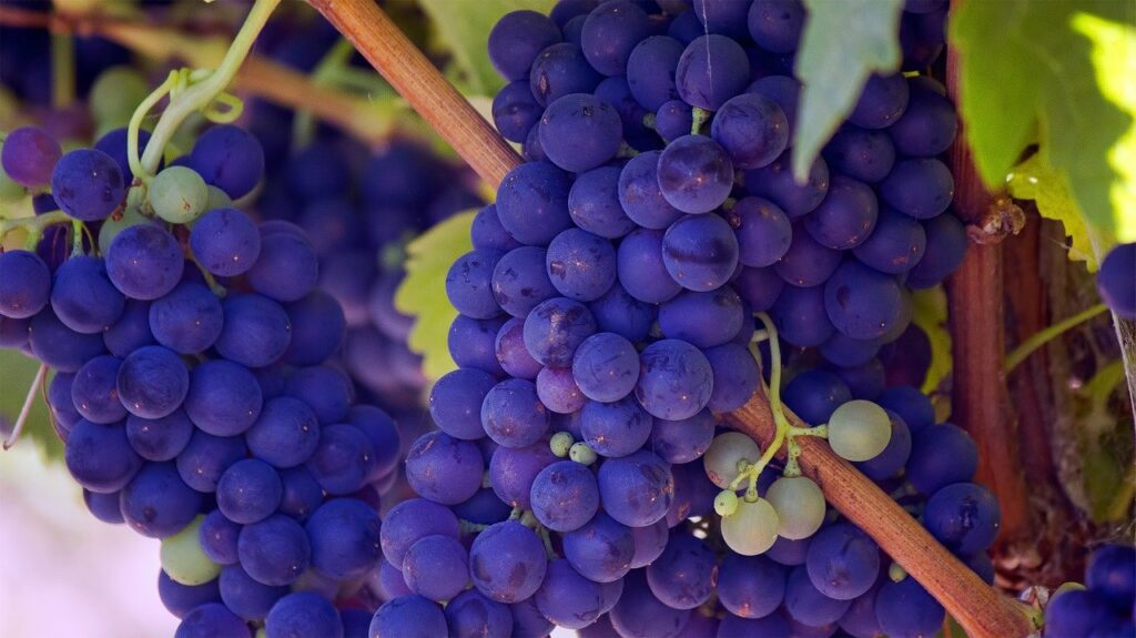 cépage-vendanges-tardives