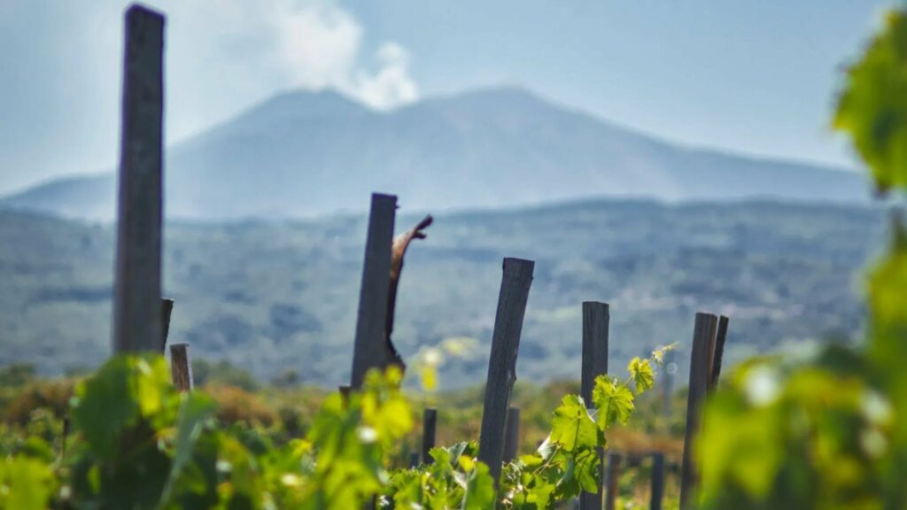 vin-etna-volcan-sicile