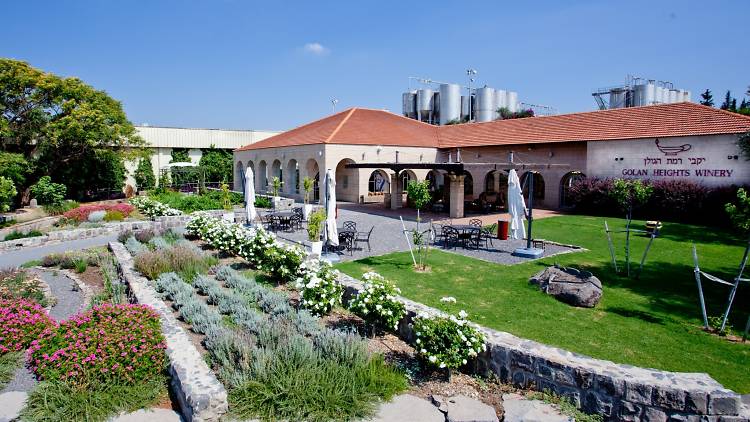 vin-vignoble-israel