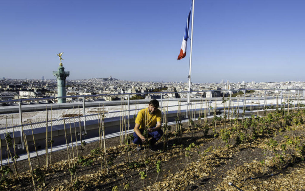 vignes-vin-paris