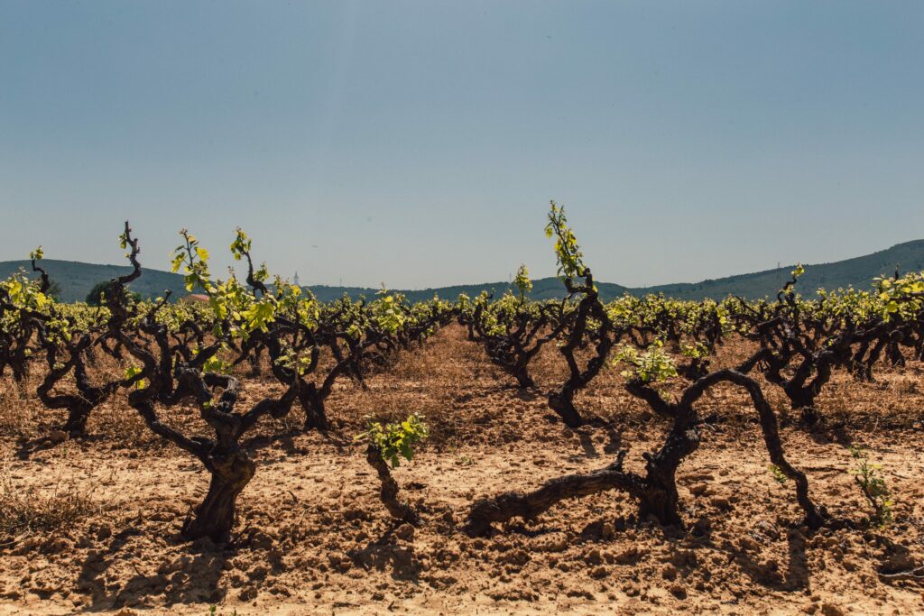 impact-sol-désertique-vin