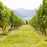 vignobles-vin-japon
