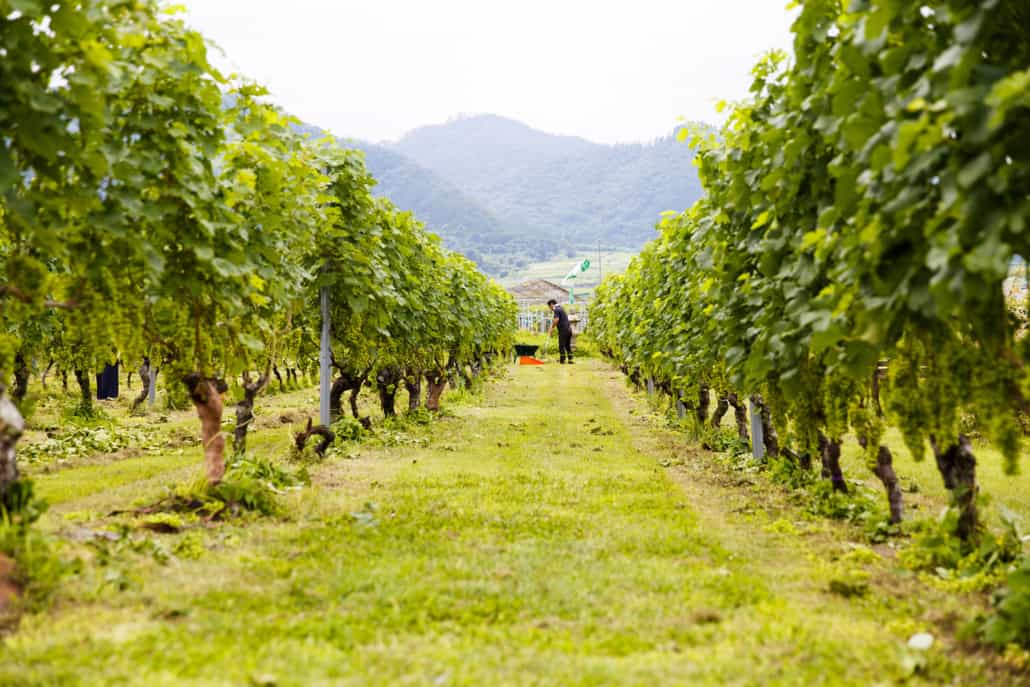 vignobles-vin-japon