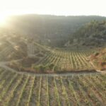 deguster-vin-israel