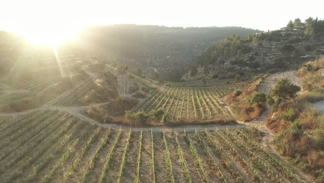 deguster-vin-israel