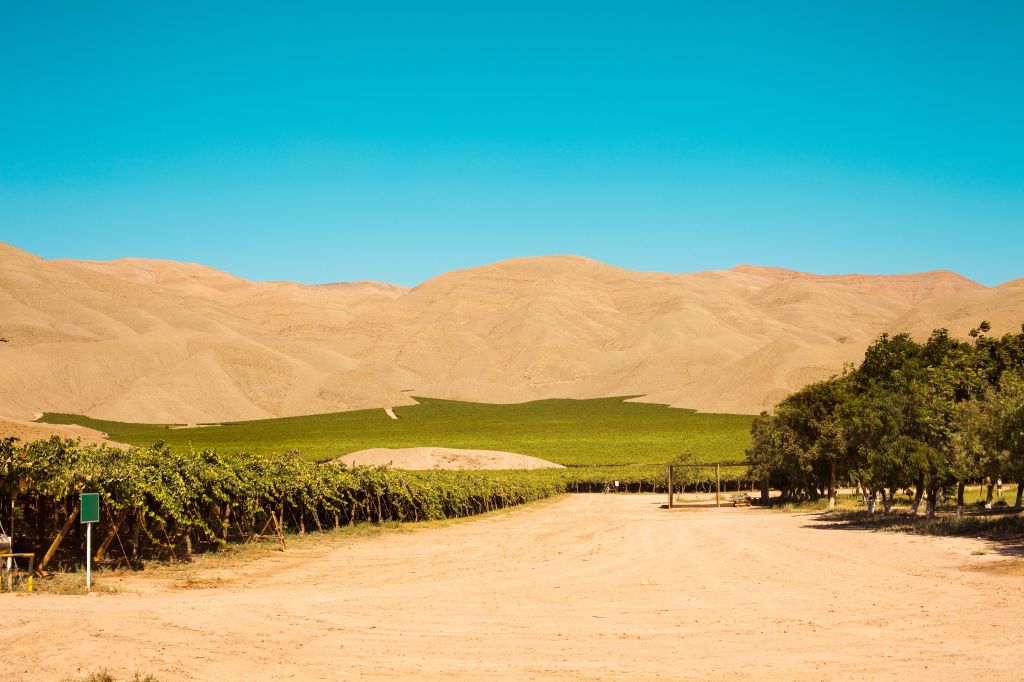 vin-vignobles-désertiques